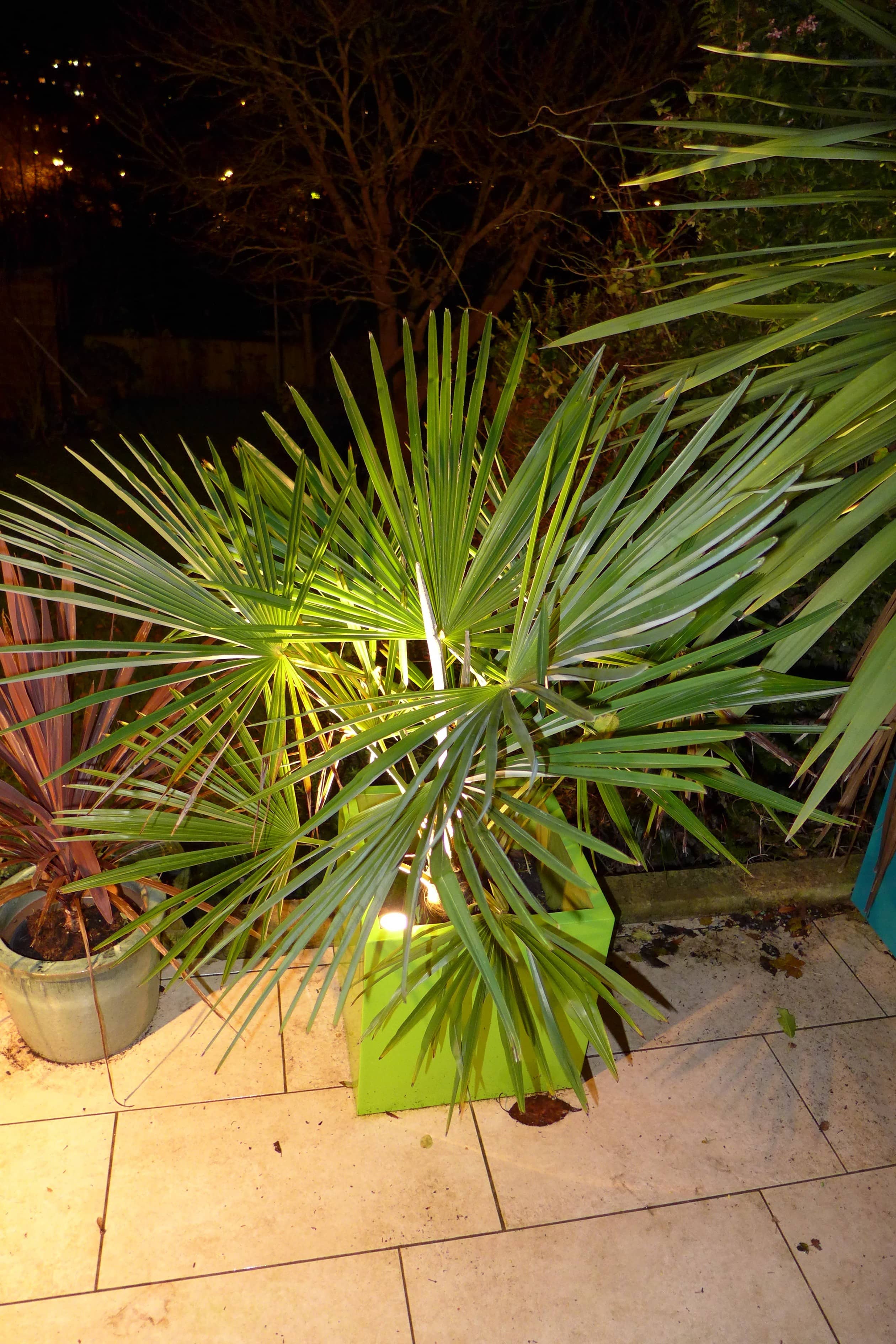 outdoor plant lighting
